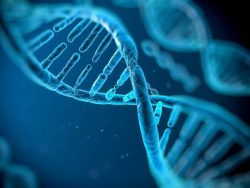 Кодзоковы и ДНК